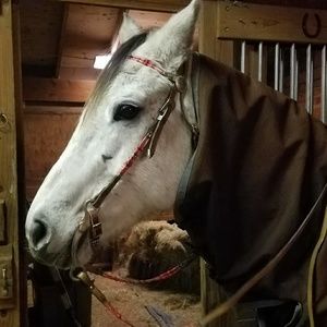 Coral Beaded Bridle with Silver